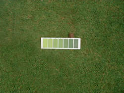 葉色スケールによる芝生の葉色判定。